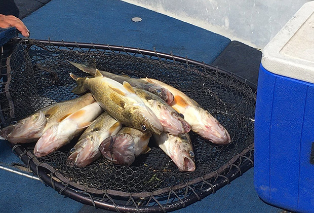 Ready for Shore Lunch