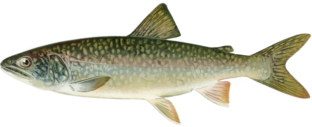 Trophy Lake Trout is 35 inches