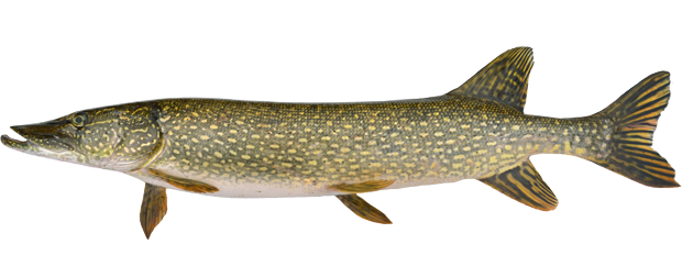 Trophy Northern Pike is 41 inches