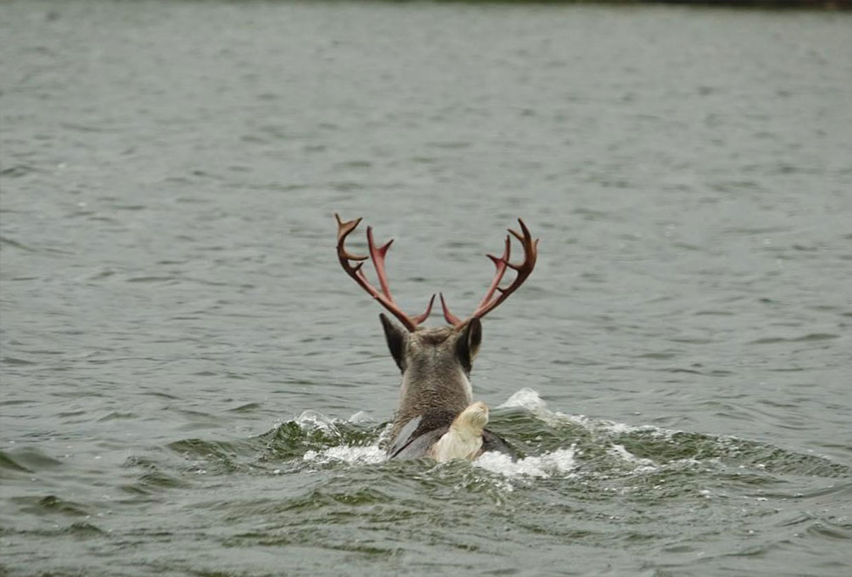 A Caribou swimming in the lake
