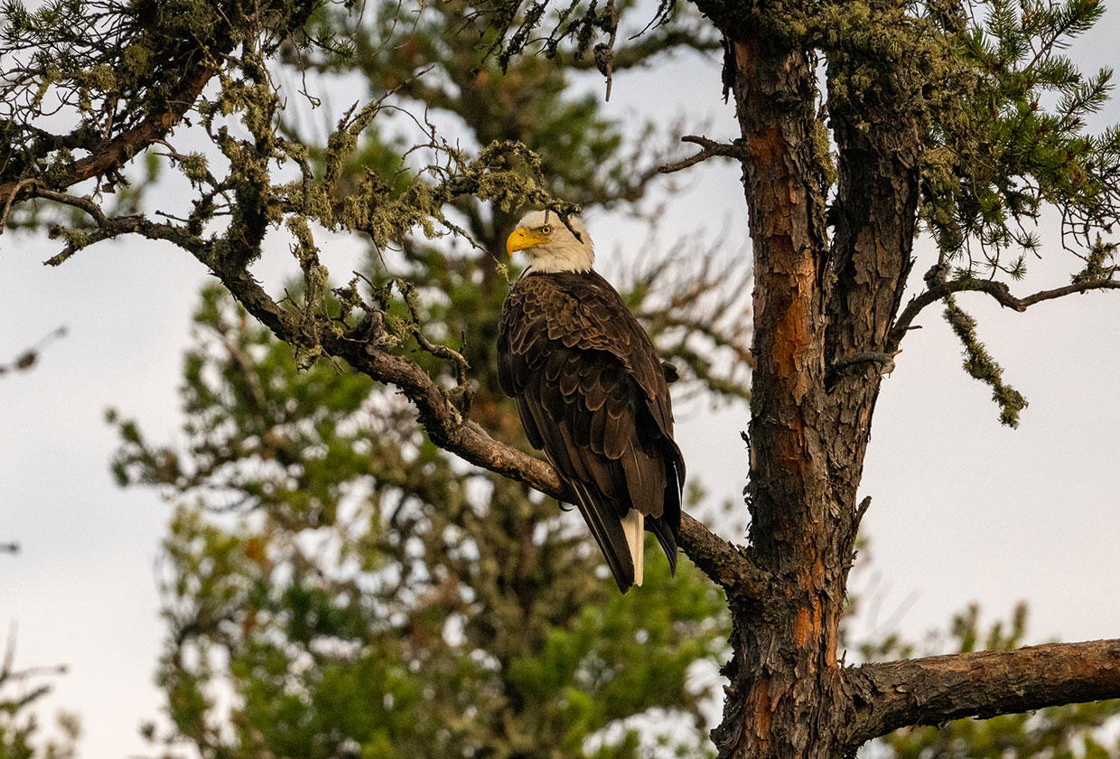 Bald Eagle in a tree