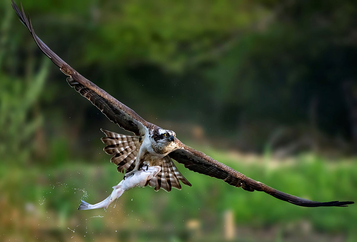 Hawk catching a fish from the lake
