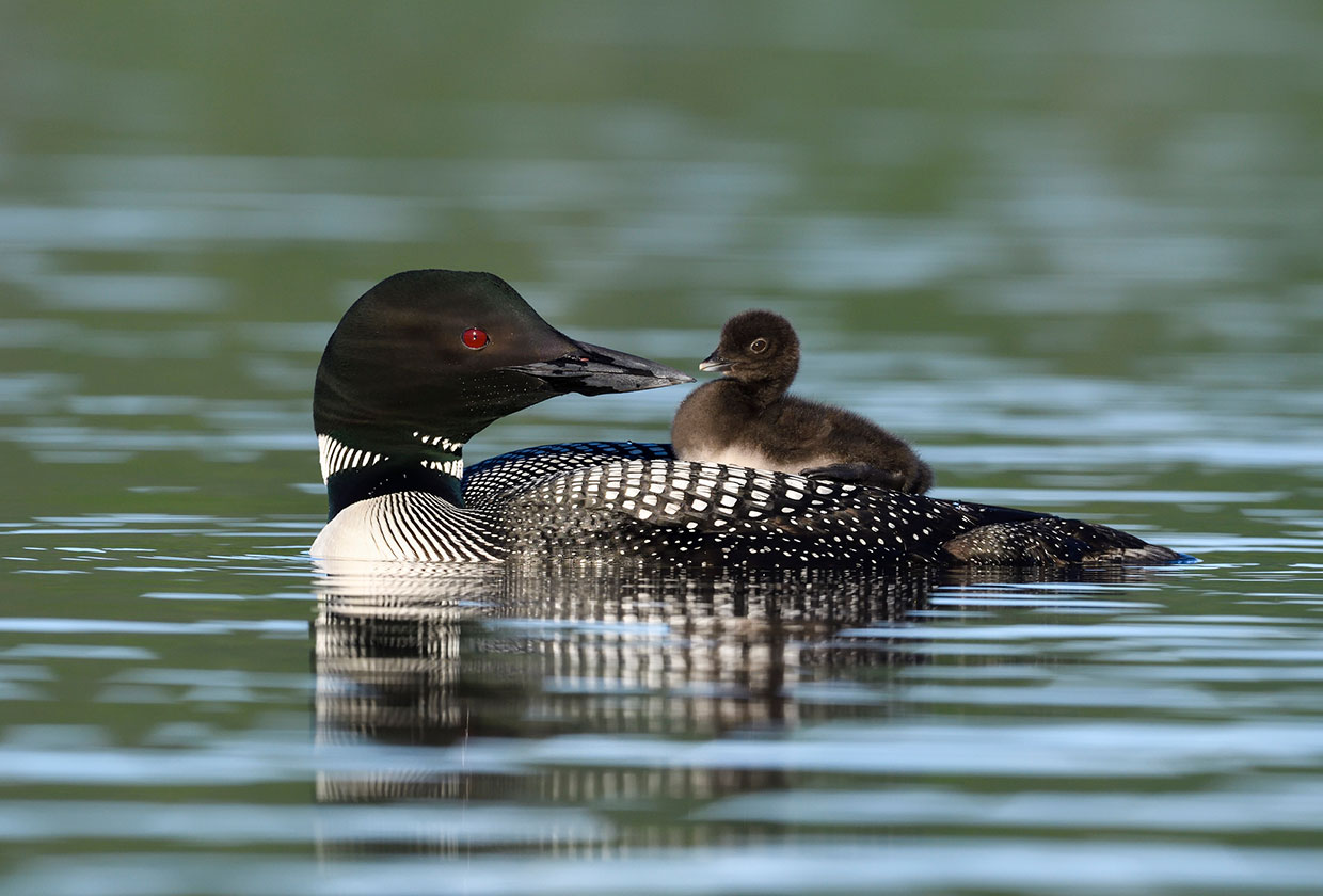 Mother loon with her baby on her back