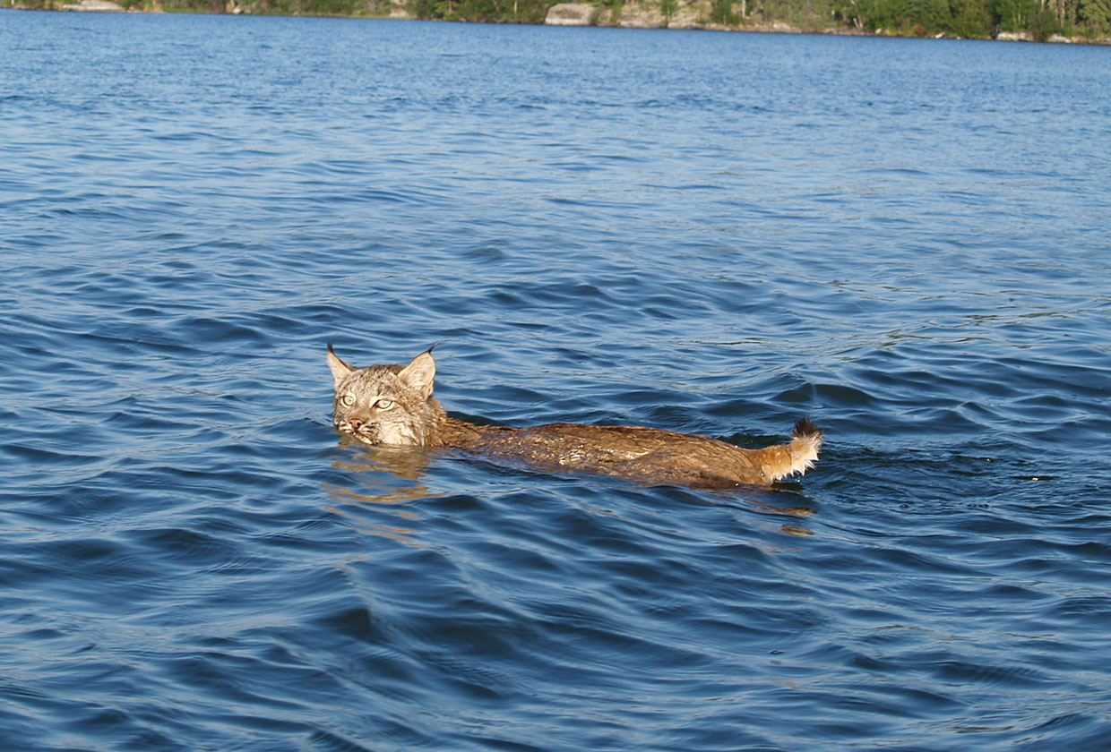 Lynx swimming in the lake
