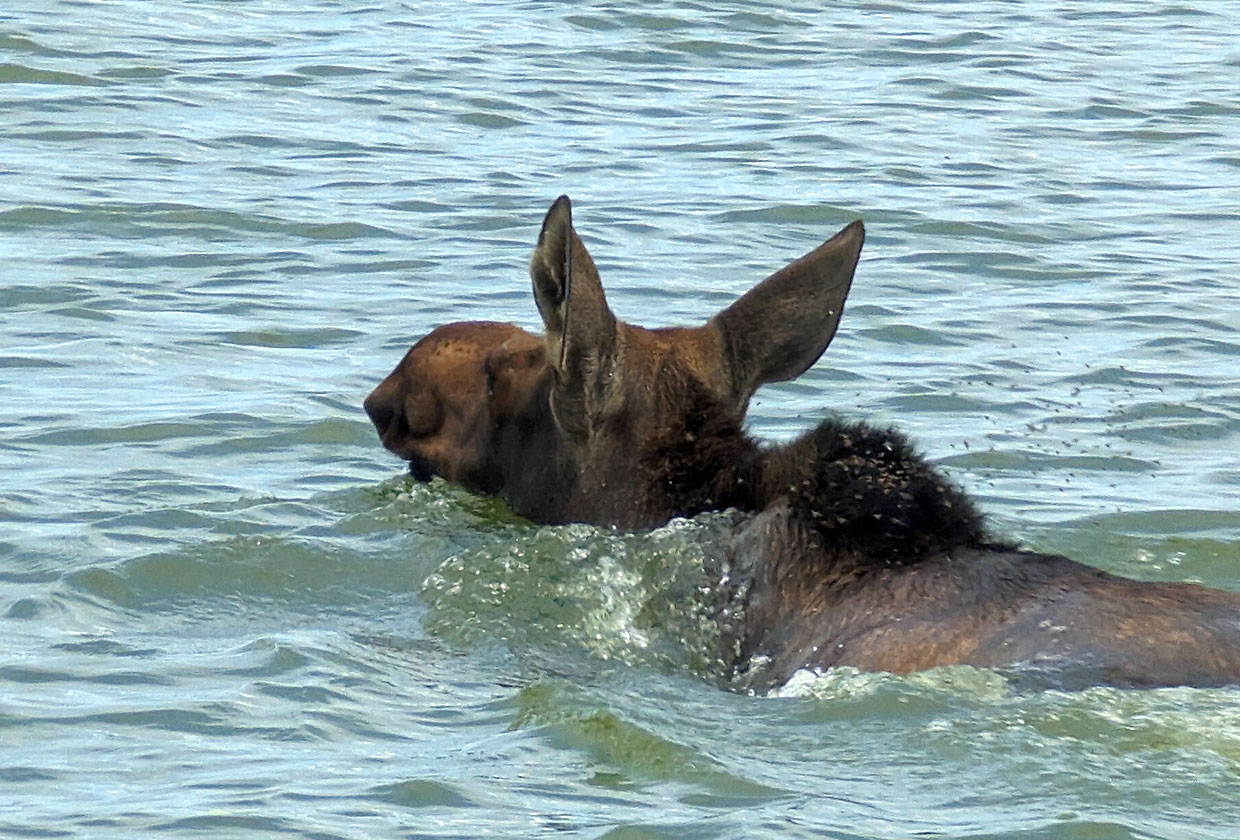 Moose swimming in the lake