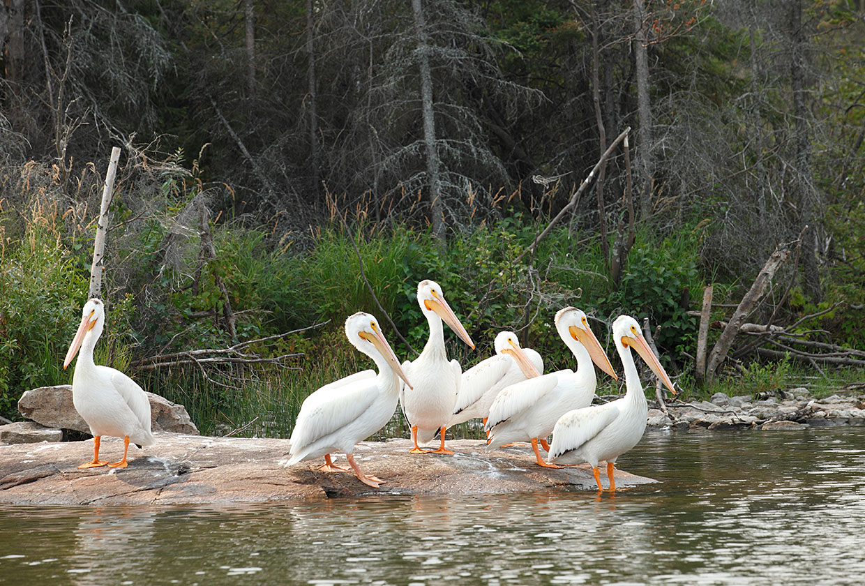 Group of pelicans on the shore