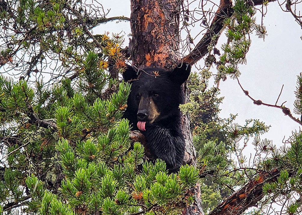 Wildlife Viewing - A bear sitting in a tree